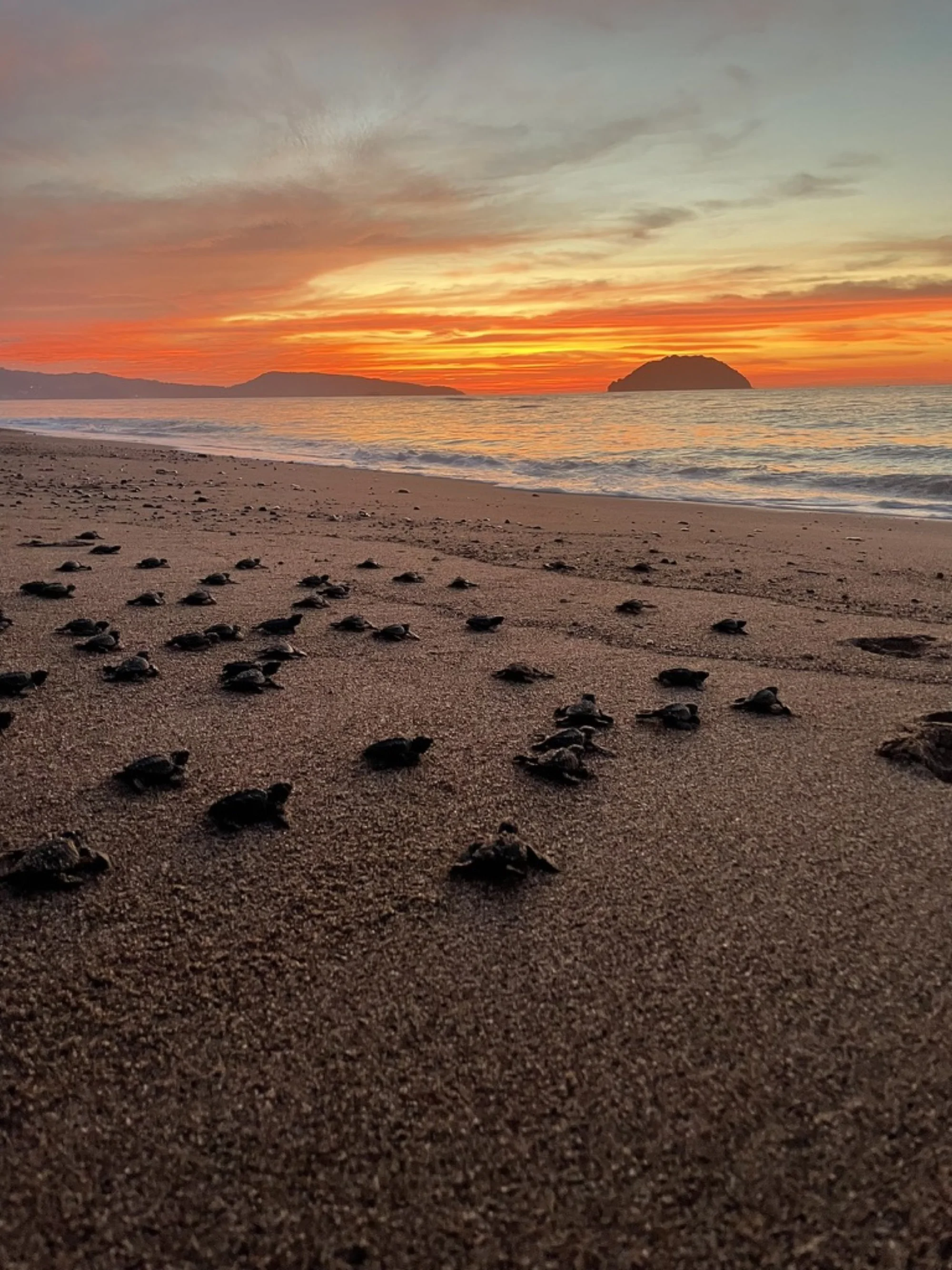 Baby sea turtles heading to the ocean at sunset on the resort's beach